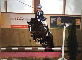 Deutsches Reitpony, Wallach, 14 Jahre, 148 cm, Dunkelbrauner