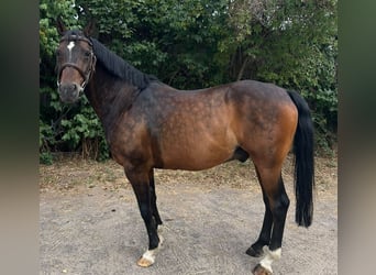 Deutsches Reitpony, Wallach, 14 Jahre, 148 cm, Dunkelbrauner