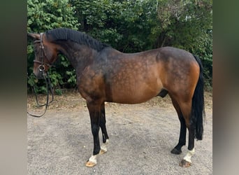 Deutsches Reitpony, Wallach, 14 Jahre, 148 cm, Dunkelbrauner