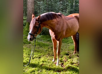 Deutsches Reitpony, Wallach, 14 Jahre, 148 cm, Dunkelfuchs