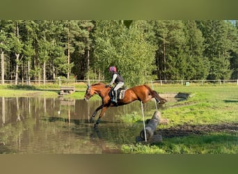 Deutsches Reitpony, Wallach, 14 Jahre, 148 cm, Dunkelfuchs