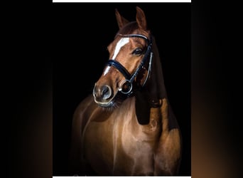 Deutsches Reitpony, Wallach, 14 Jahre, 148 cm, Dunkelfuchs