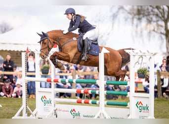 Deutsches Reitpony, Wallach, 14 Jahre, 148 cm, Dunkelfuchs