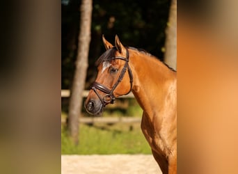 Deutsches Reitpony, Wallach, 14 Jahre, 148 cm, Falbe
