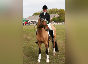 Deutsches Reitpony, Wallach, 14 Jahre, 148 cm, Falbe