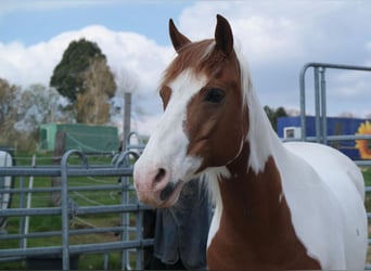 Deutsches Reitpony, Wallach, 14 Jahre, 148 cm