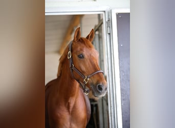 Deutsches Reitpony, Wallach, 14 Jahre, 148 cm, Fuchs