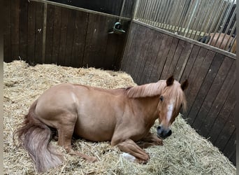 Deutsches Reitpony, Wallach, 14 Jahre, 148 cm, Fuchs