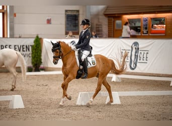Deutsches Reitpony, Wallach, 14 Jahre, 148 cm, Fuchs