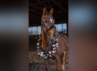 Deutsches Reitpony, Wallach, 14 Jahre, 148 cm, Fuchs