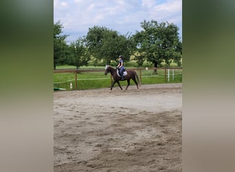 Deutsches Reitpony, Wallach, 14 Jahre, 148 cm, Fuchs