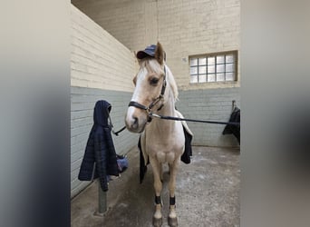 Deutsches Reitpony, Wallach, 14 Jahre, 148 cm, Palomino