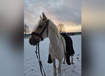 Deutsches Reitpony, Wallach, 14 Jahre, 148 cm, Palomino