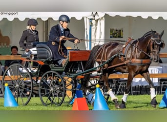 Deutsches Reitpony, Wallach, 14 Jahre, 148 cm, Rappe