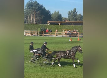 Deutsches Reitpony, Wallach, 14 Jahre, 148 cm, Rappe