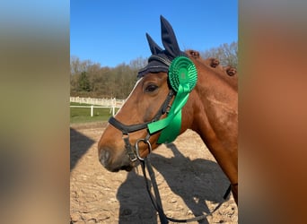 Deutsches Reitpony, Wallach, 14 Jahre, 149 cm, Fuchs