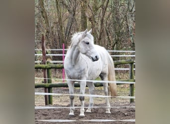 Deutsches Reitpony, Wallach, 14 Jahre, 152 cm, Fliegenschimmel