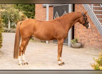 Deutsches Reitpony, Wallach, 14 Jahre, 152 cm, Fuchs