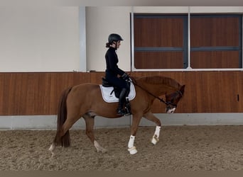 Deutsches Reitpony, Wallach, 14 Jahre, 152 cm, Fuchs