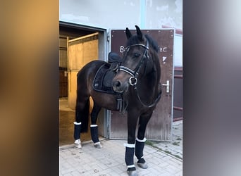 Deutsches Reitpony, Wallach, 14 Jahre, 153 cm, Rappe