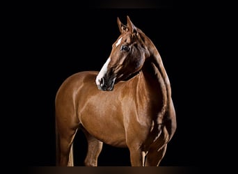 Deutsches Reitpony, Wallach, 14 Jahre, 155 cm, Fuchs