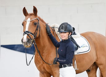 Deutsches Reitpony, Wallach, 14 Jahre, Fuchs