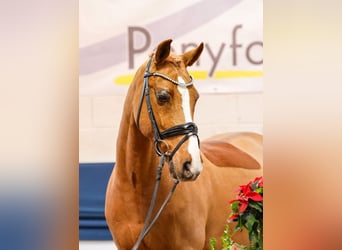 Deutsches Reitpony, Wallach, 14 Jahre, Fuchs
