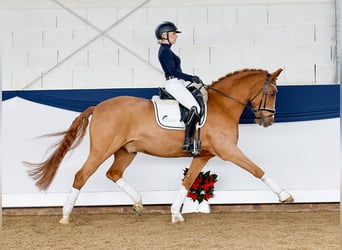 Deutsches Reitpony, Wallach, 14 Jahre, Fuchs