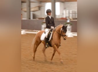 Deutsches Reitpony, Wallach, 14 Jahre, Palomino