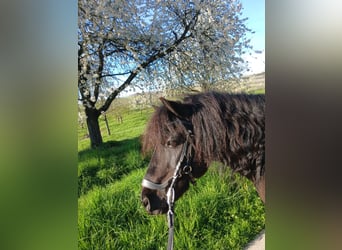 Deutsches Reitpony Mix, Wallach, 15 Jahre, 124 cm