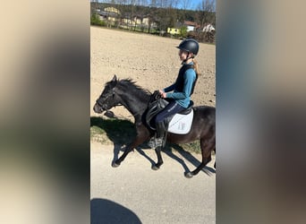 Deutsches Reitpony Mix, Wallach, 15 Jahre, 135 cm, Blauschimmel