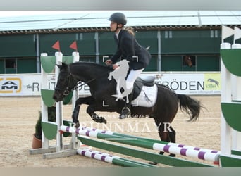 Deutsches Reitpony Mix, Wallach, 15 Jahre, 135 cm, Blauschimmel