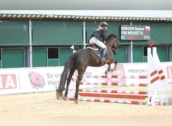 Deutsches Reitpony Mix, Wallach, 15 Jahre, 135 cm, Blauschimmel