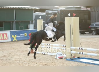 Deutsches Reitpony Mix, Wallach, 15 Jahre, 135 cm, Blauschimmel
