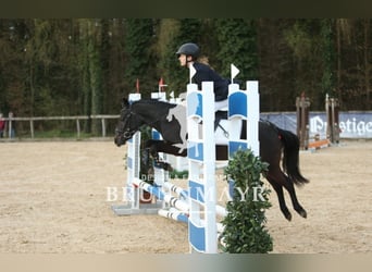 Deutsches Reitpony Mix, Wallach, 15 Jahre, 135 cm, Blauschimmel