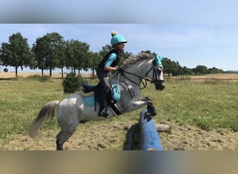 Deutsches Reitpony, Wallach, 15 Jahre, 135 cm, Roan-Blue
