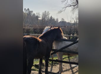 Deutsches Reitpony Mix, Wallach, 15 Jahre, 138 cm, Dunkelfuchs