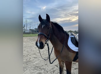 Deutsches Reitpony Mix, Wallach, 15 Jahre, 139 cm, Brauner