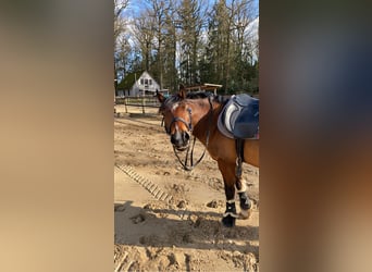 Deutsches Reitpony Mix, Wallach, 15 Jahre, 139 cm, Brauner