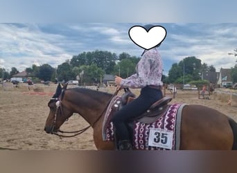 Deutsches Reitpony, Wallach, 15 Jahre, 142 cm, Brauner