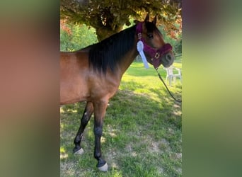 Deutsches Reitpony, Wallach, 15 Jahre, 142 cm, Brauner