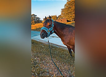 Deutsches Reitpony, Wallach, 15 Jahre, 142 cm, Brauner