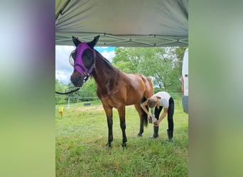 Deutsches Reitpony, Wallach, 15 Jahre, 142 cm, Brauner