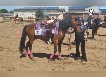 Deutsches Reitpony, Wallach, 15 Jahre, 142 cm, Brauner