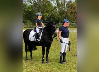 Deutsches Reitpony, Wallach, 15 Jahre, 142 cm, Rappe