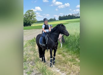 Deutsches Reitpony, Wallach, 15 Jahre, 142 cm, Rappe