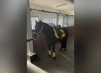 Deutsches Reitpony, Wallach, 15 Jahre, 142 cm, Rappe