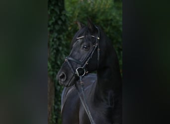 Deutsches Reitpony, Wallach, 15 Jahre, 142 cm, Rappe