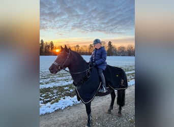 Deutsches Reitpony, Wallach, 15 Jahre, 142 cm, Rappe