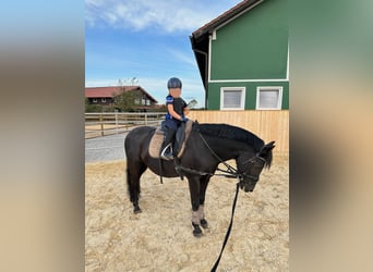 Deutsches Reitpony, Wallach, 15 Jahre, 142 cm, Rappe